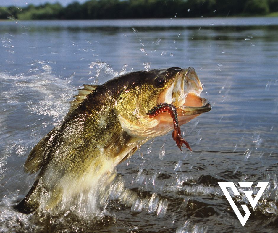 The best time of day to fish for bass!