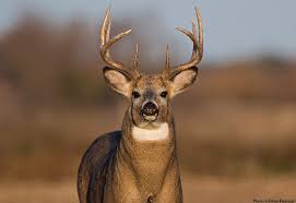 Info Needed: White-tailed deer buck poached near Red Lodge, Montana