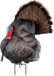 STRUTTER TURKEY DECOY